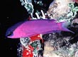 Black Cap Basslet Fish